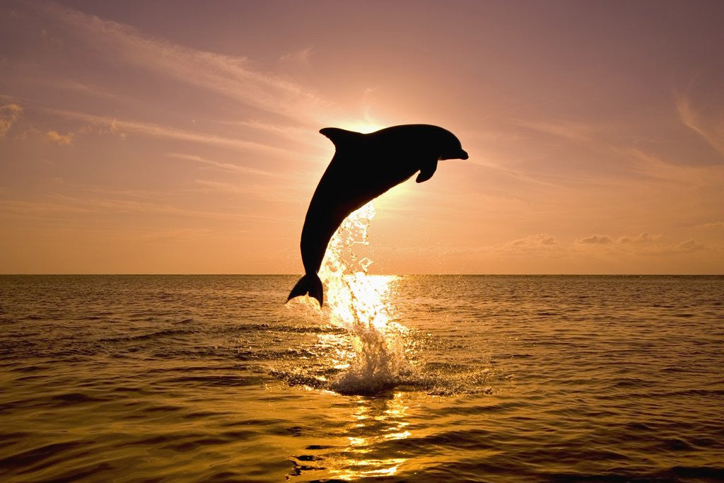 Detail of Dolphin Breaching at Sunset by Corbis