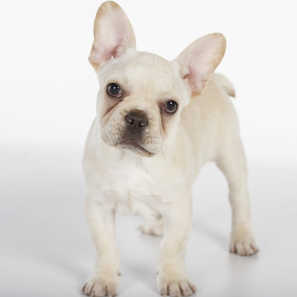 Detail of French Bulldog by Corbis