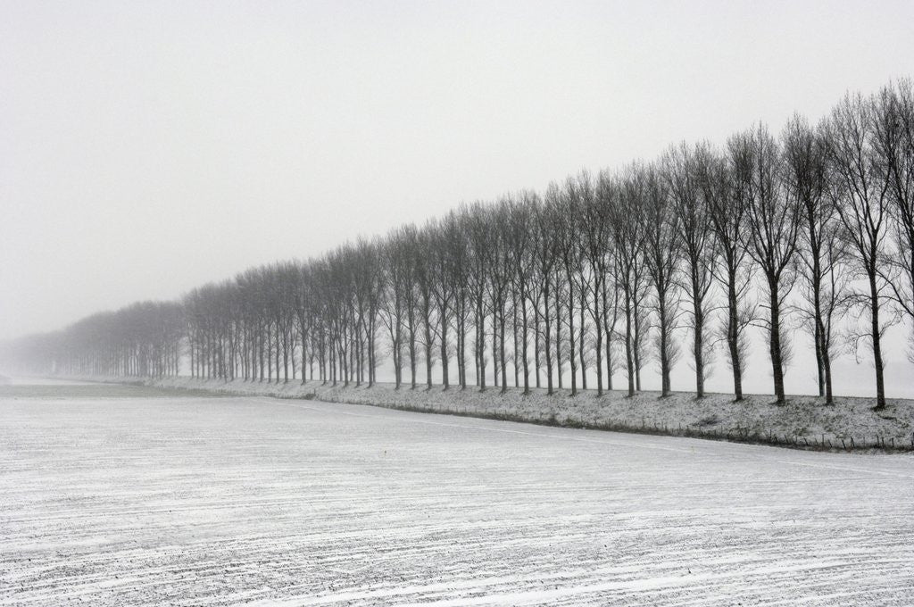 Detail of Dike with Cottonwoods in Winter by Anonymous