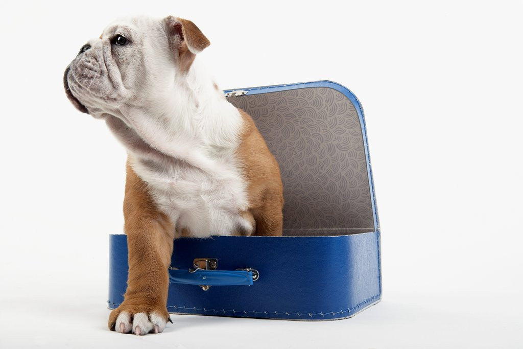 Detail of English Bulldog Puppy Sitting in a Lunch Box by Corbis