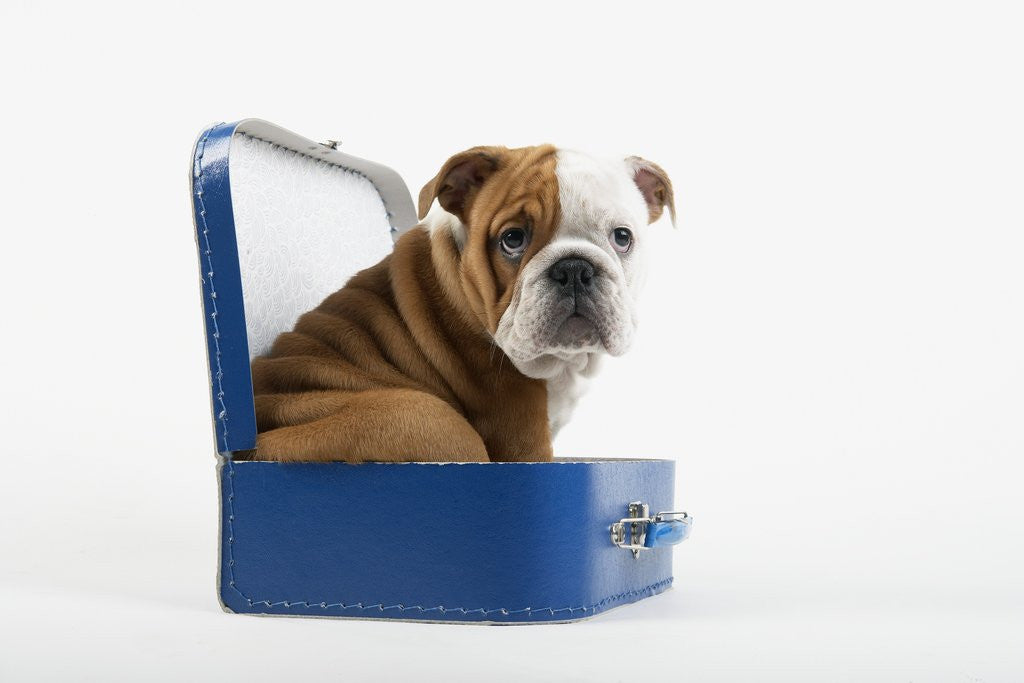 Detail of English Bulldog Puppy Sitting in a Lunch Box by Anonymous