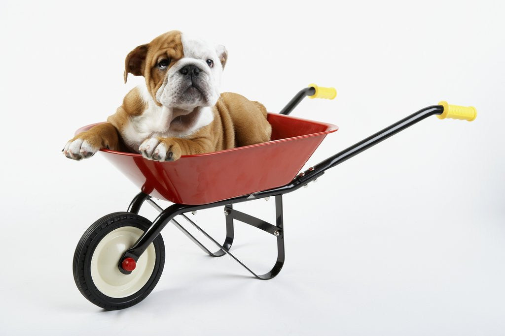Detail of English Bulldog Puppy in a Wheelbarrow by Corbis