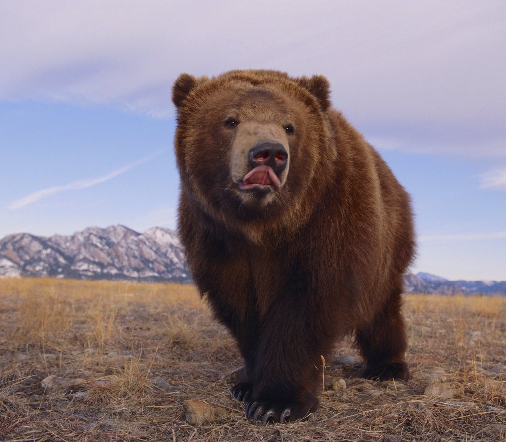 Detail of Grizzly Licking Its Chops by Corbis