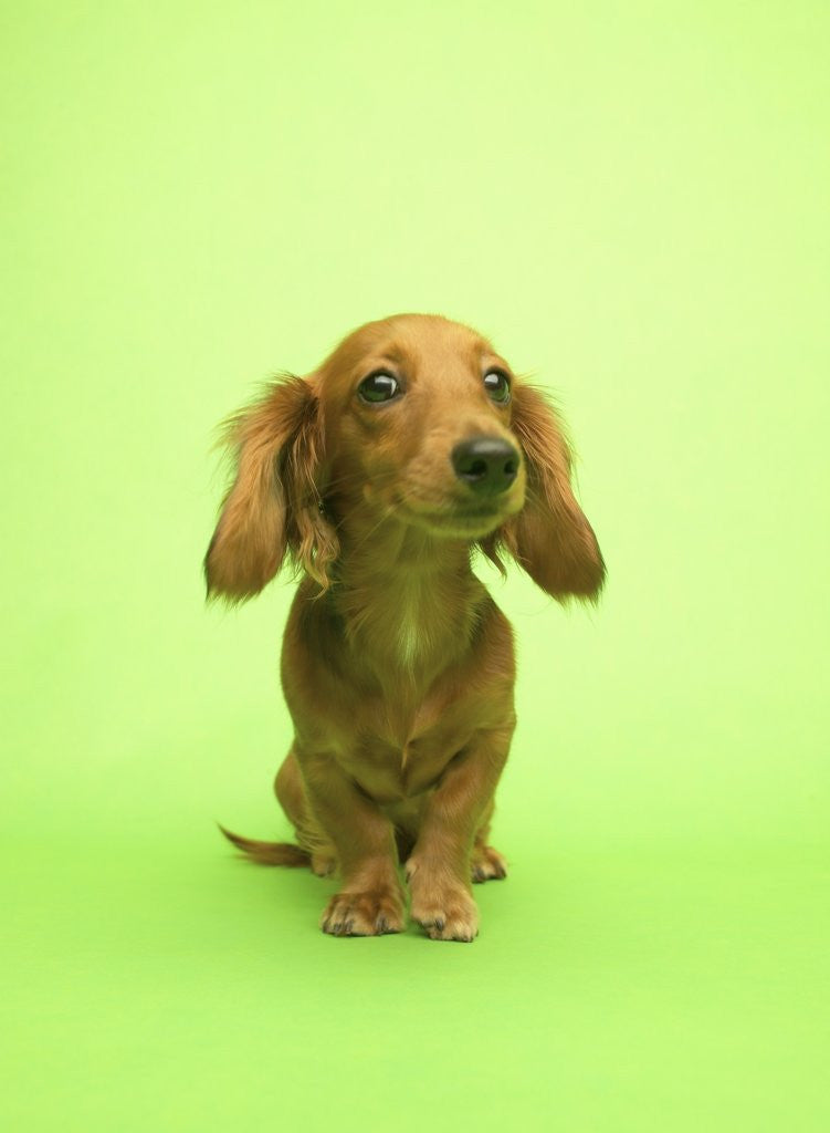 Detail of Long-haired Dachshund by Anonymous