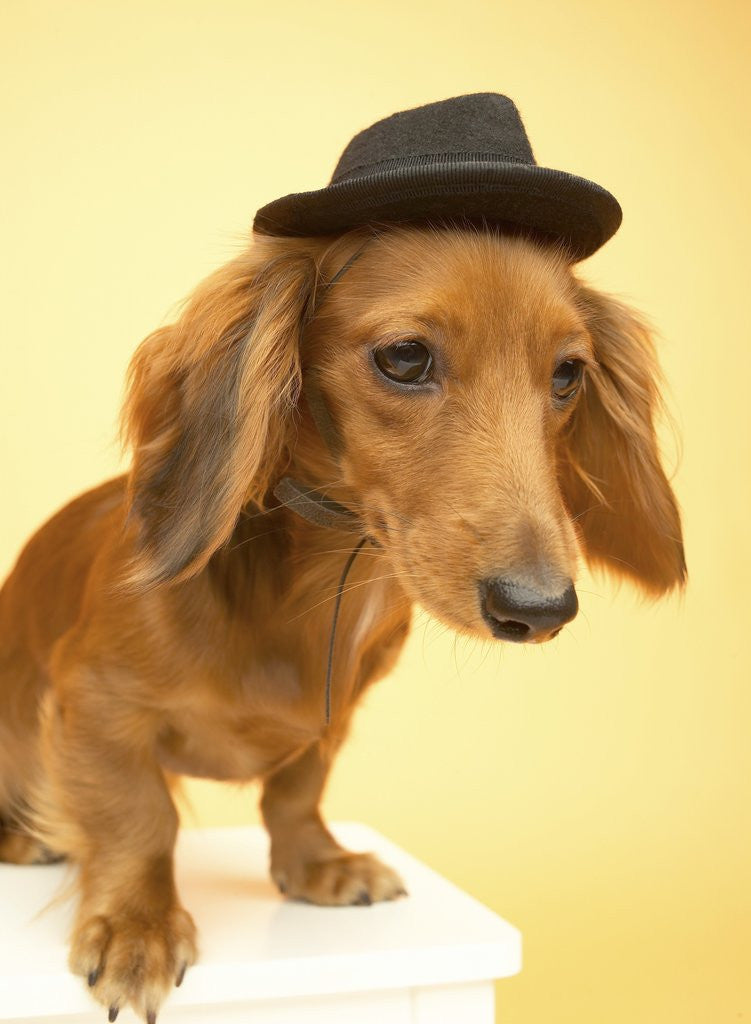Detail of Dachshund Wearing Fedora by Anonymous