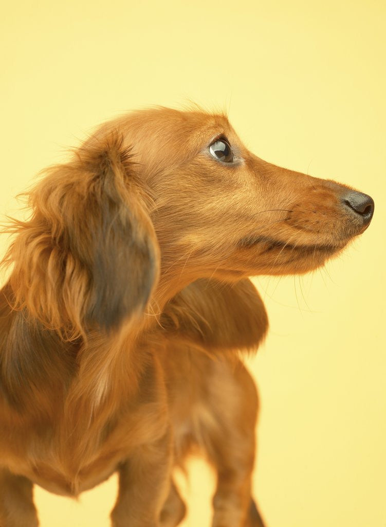 Detail of Long-haired Dachshund by Anonymous