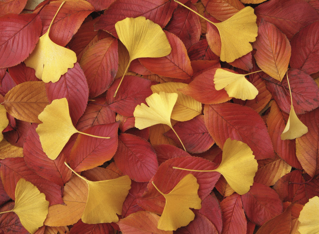 Detail of Autumnal Ginko and Dogwood Leaves by Anonymous