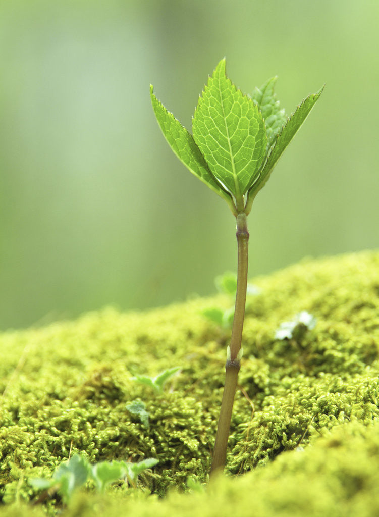 Detail of New Seedling by Anonymous