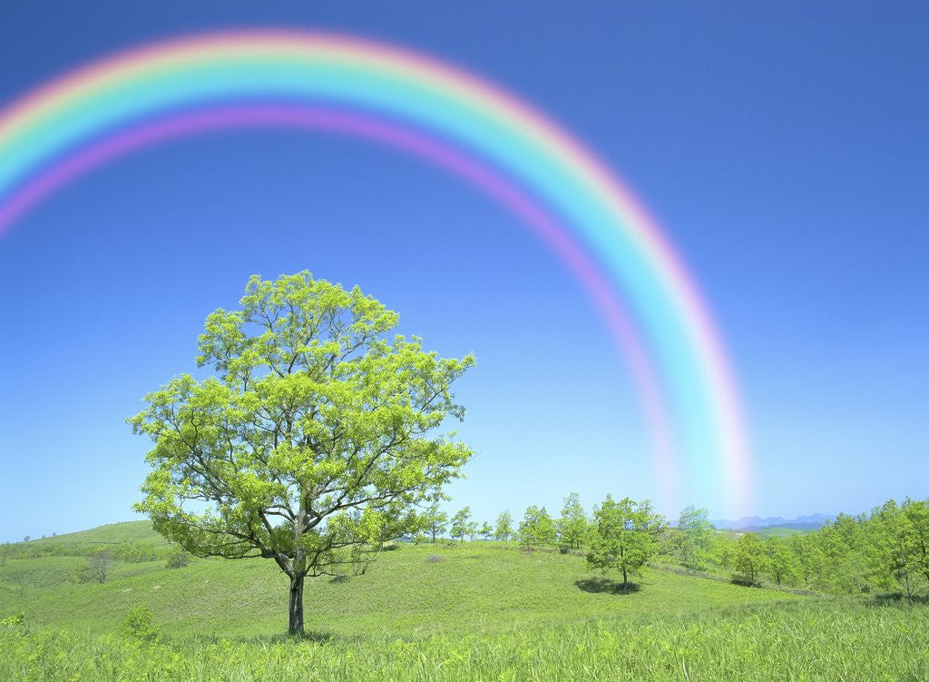 Detail of Rainbow Over a Tree by Anonymous