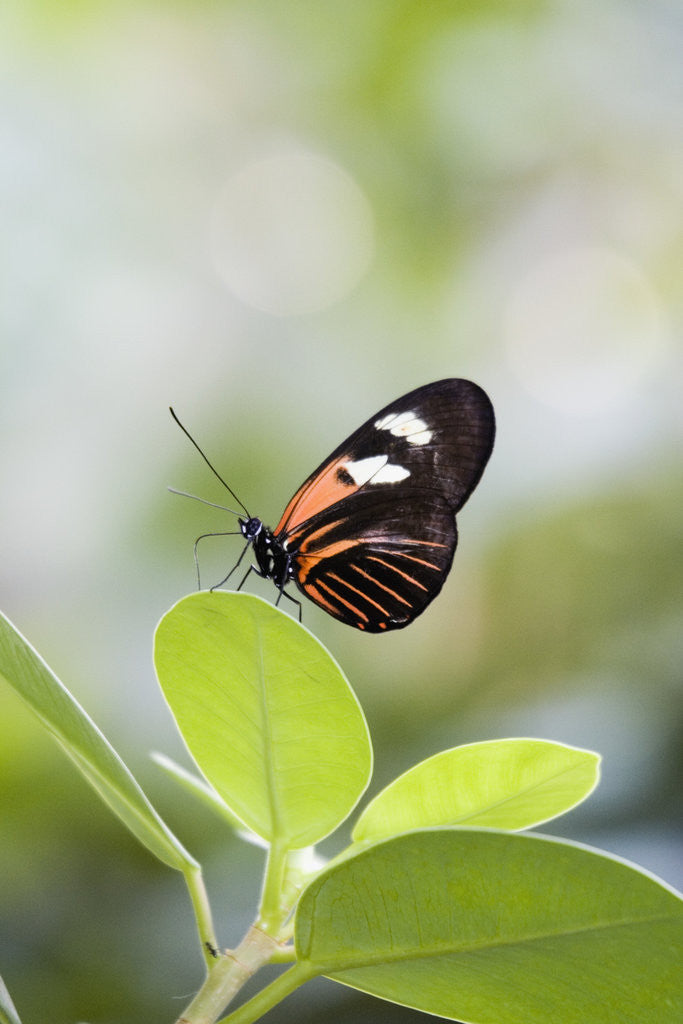 Detail of Postman Butterfly Sitting on Leaf by Anonymous