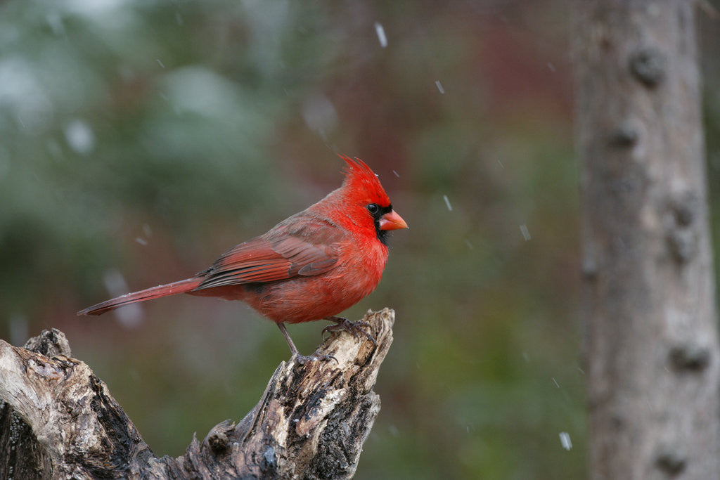 Detail of Cardinal, State Bird of North Carolina by Anonymous