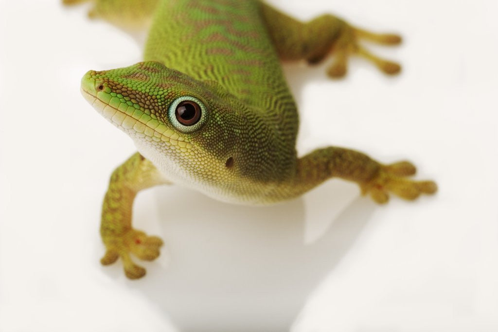 Detail of Day Gecko by Anonymous