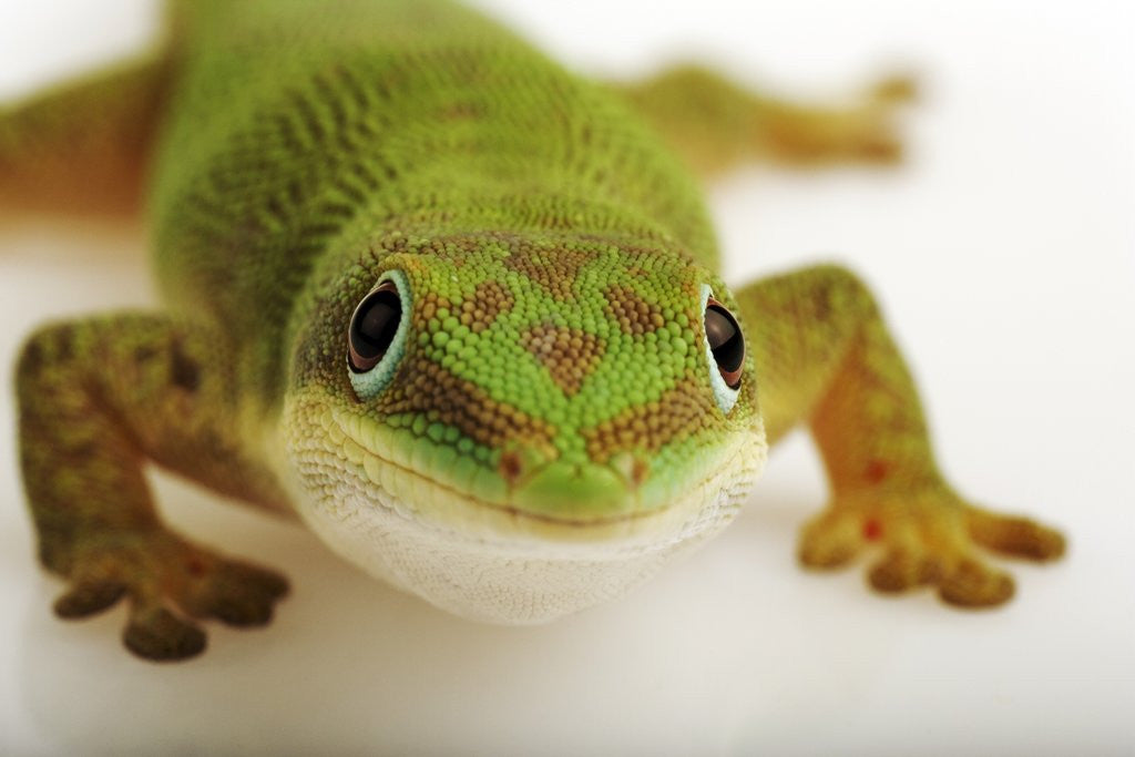 Detail of Day Gecko by Anonymous