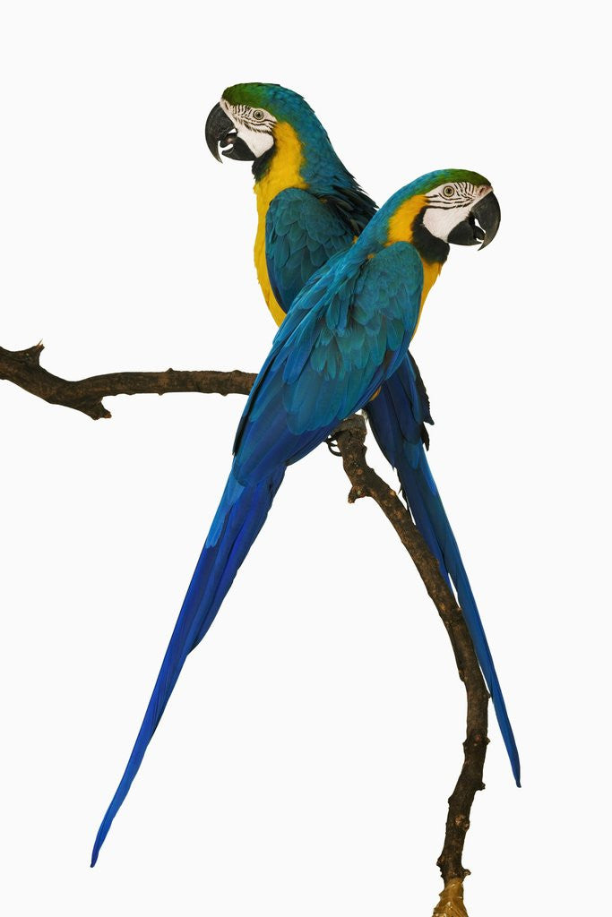 Detail of Blue-and-Gold Macaws by Anonymous