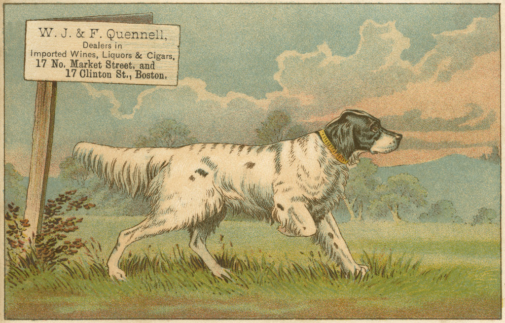 Detail of W.J. & F. Quennell Trade Card with an English Setter by Anonymous