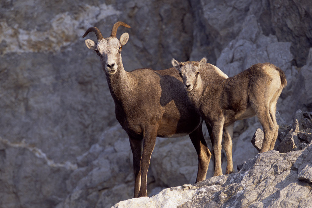 Detail of Stone Sheep Eve and Lamb on Rocky Slope by Anonymous