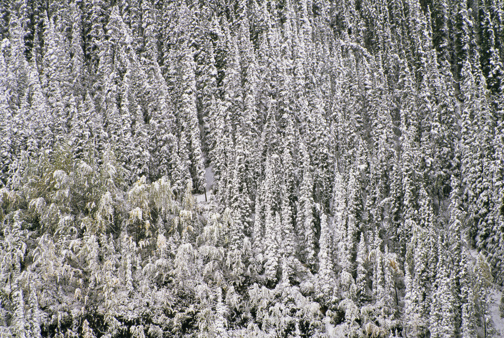 Detail of Snow on Coniferous Forest by Anonymous
