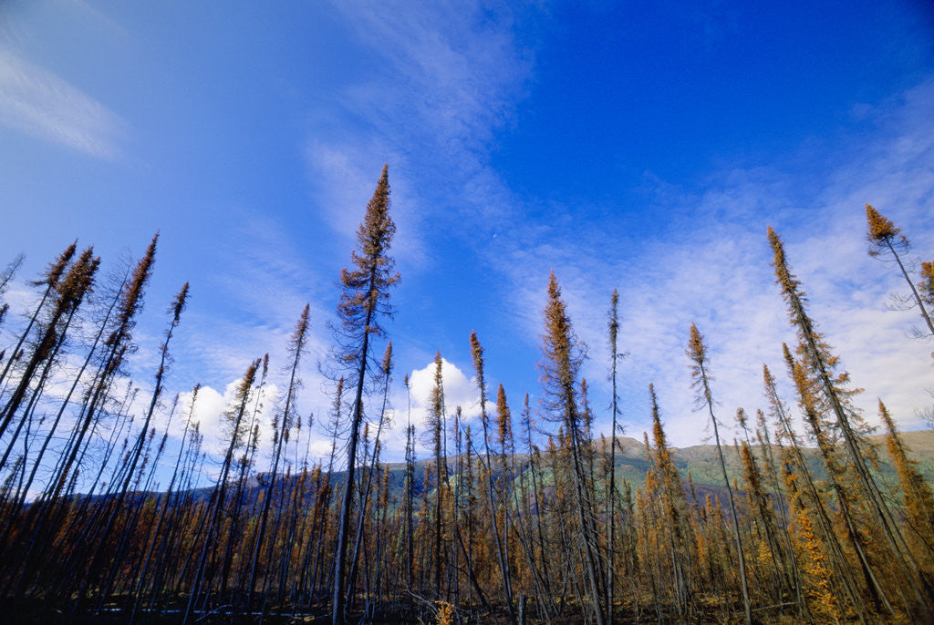 Detail of Burned Black Spruce Trunks and Sky by Anonymous