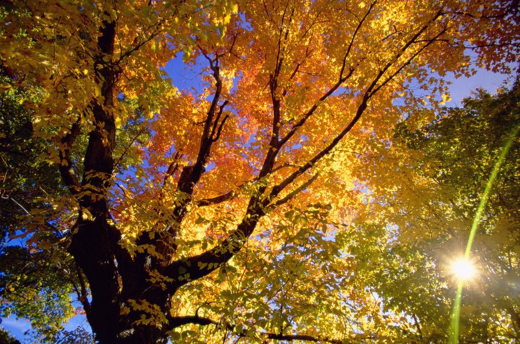Detail of Sunlight Shining Through Sugar Maple Leaf Canopy by Anonymous