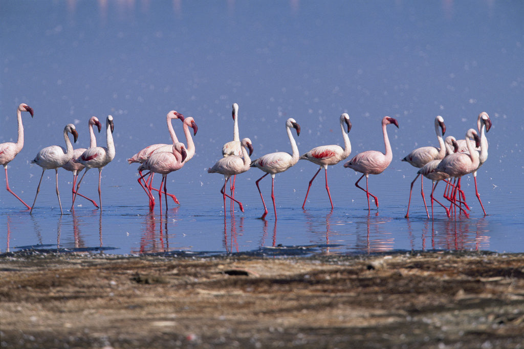 Detail of Lesser Flamingoes Walking Along Lake Shore by Anonymous