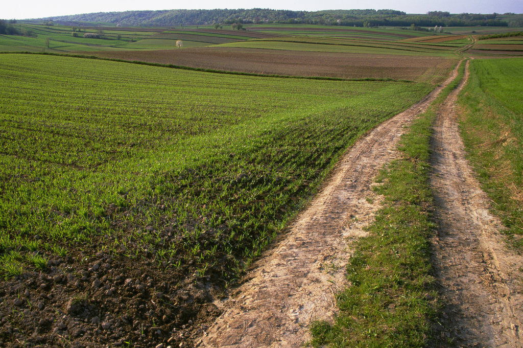 Detail of Dirt Road in Farmland by Anonymous