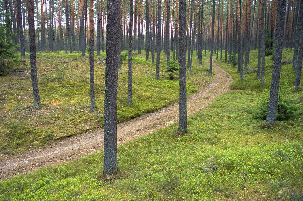 Detail of Dirt Road in Pine Forest by Anonymous