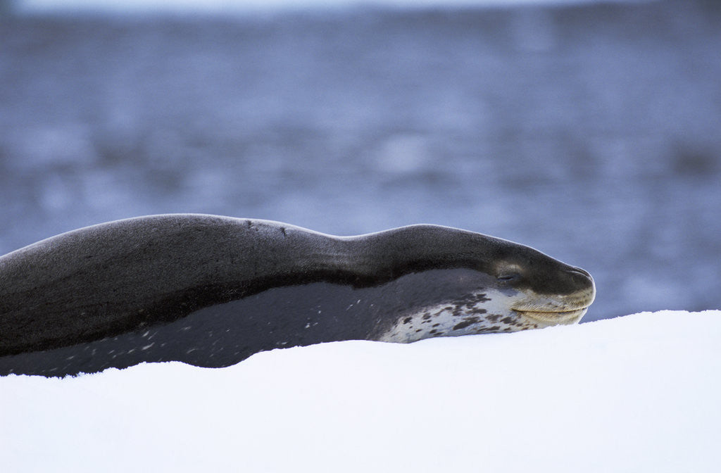 Detail of Leopard Seal Resting on Ice by Anonymous