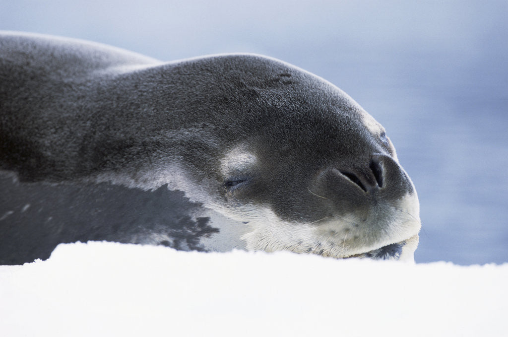 Detail of Leopard Seal Resting on Ice by Anonymous