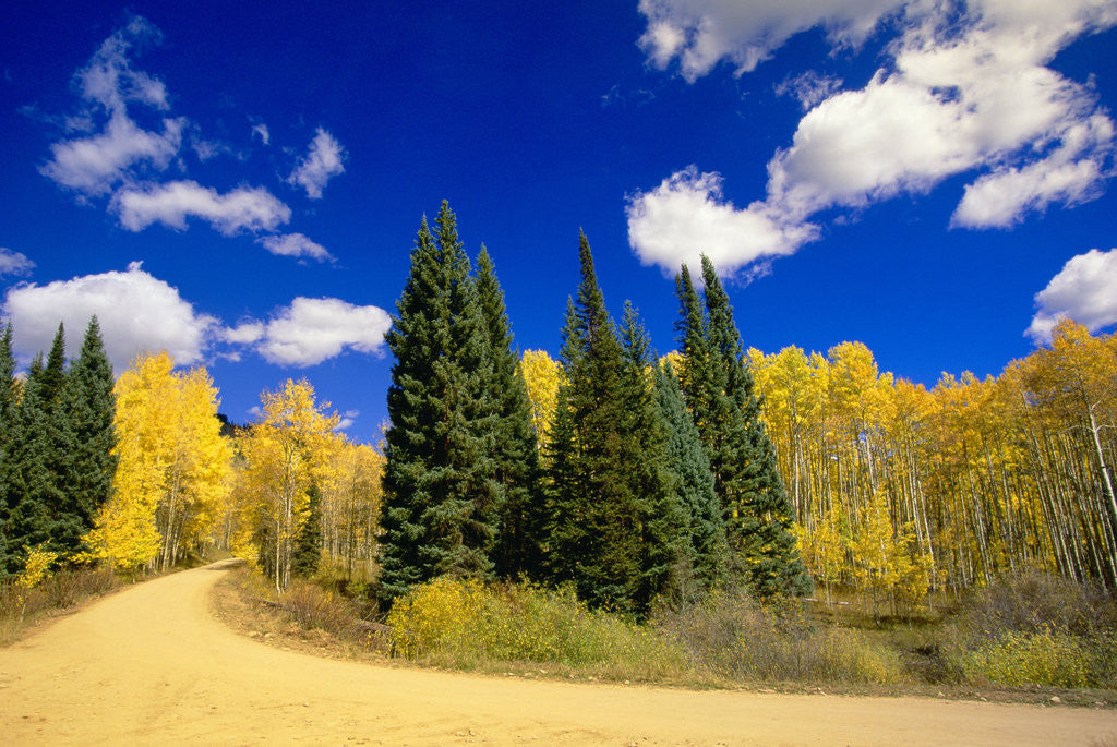 Detail of Aspens and Dirt Road on Hillside by Anonymous