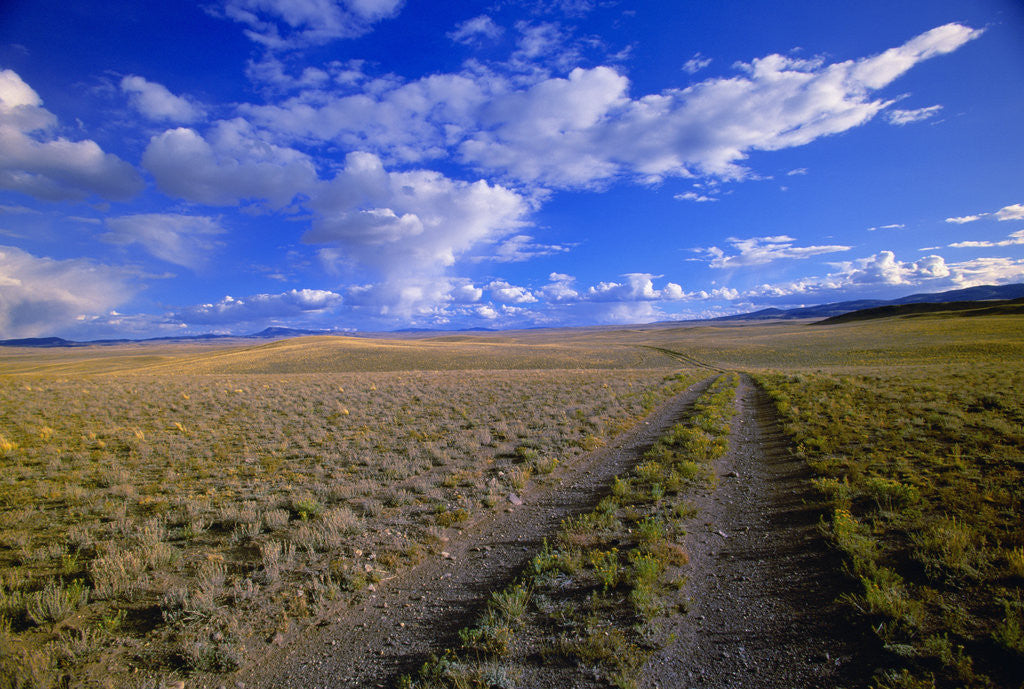Detail of Ranch Road on Prairie by Anonymous