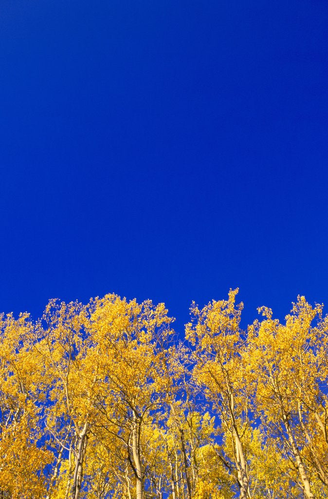 Detail of Yellow Aspens and Blue Sky by Anonymous