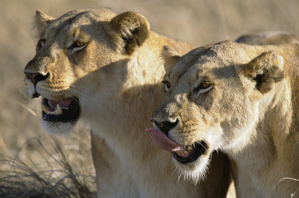 Detail of Lionesses Watching Savanna by Anonymous