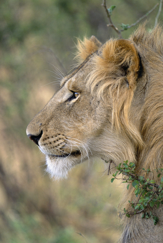 Detail of Lion in Bushes by Anonymous