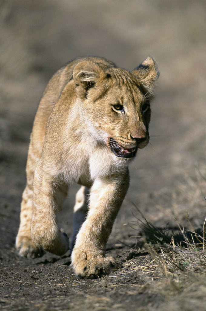Detail of Lion Cub Running on Animal Trail by Corbis