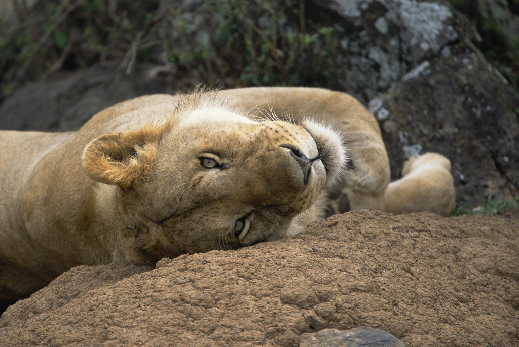 Detail of Young Male Lion Resting by Anonymous