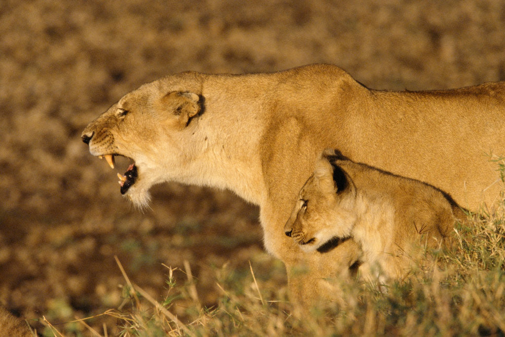 Detail of Lioness Roaring with Cub at Side by Anonymous