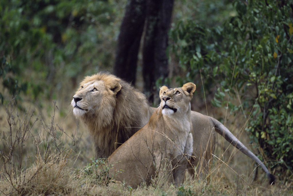 Detail of Lion and Lioness Watching Birds by Anonymous