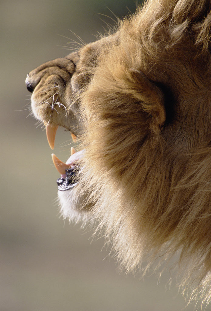 Detail of Lion Roaring by Anonymous