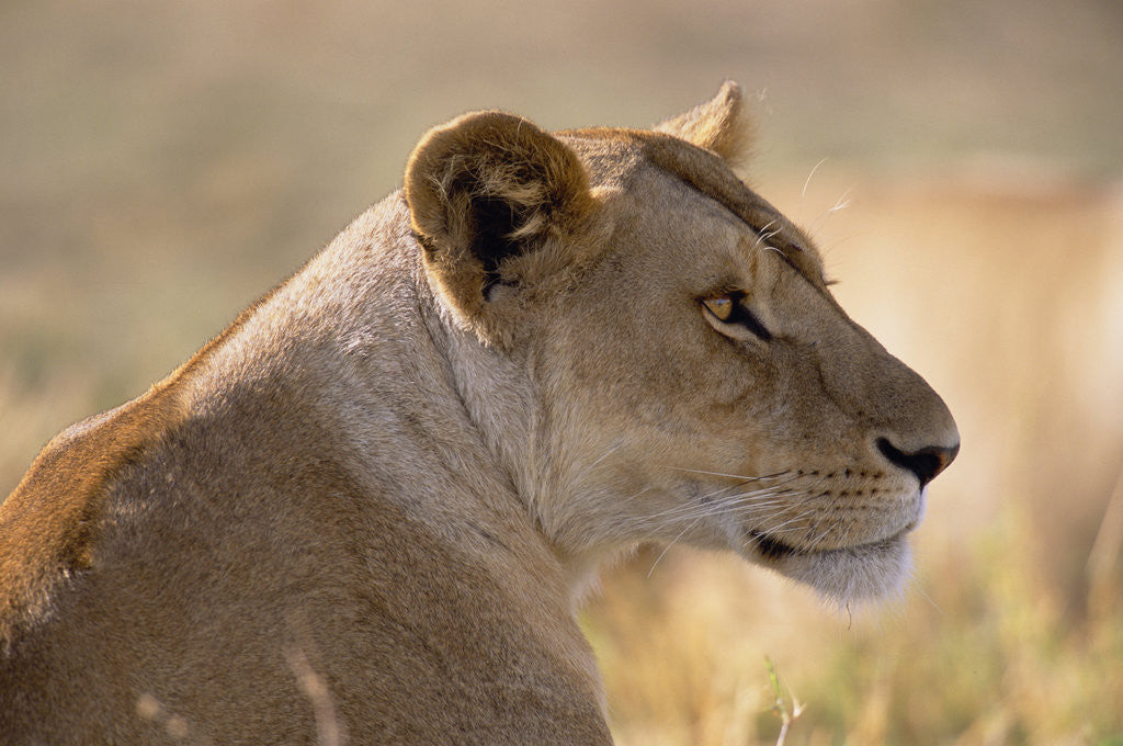 Detail of Lioness Resting by Anonymous