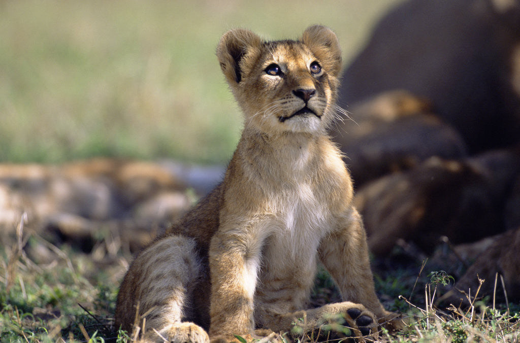 Detail of Lion Cub Watching Birds by Anonymous