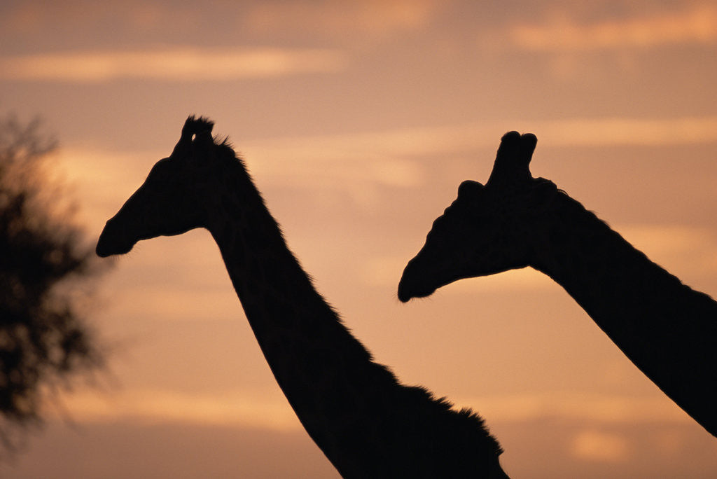Detail of Masai Giraffes, Female and Male, Against Morning Sky by Anonymous