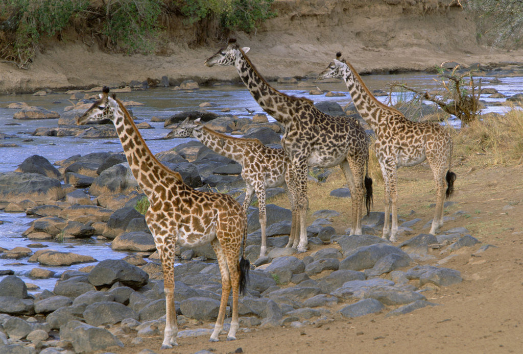 Detail of Masai Giraffes Alert on River Bank by Anonymous