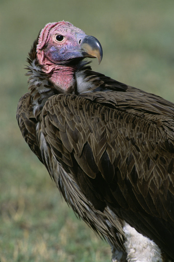 Detail of Lappet-faced Adult Vulture Resting on Savanna by Anonymous