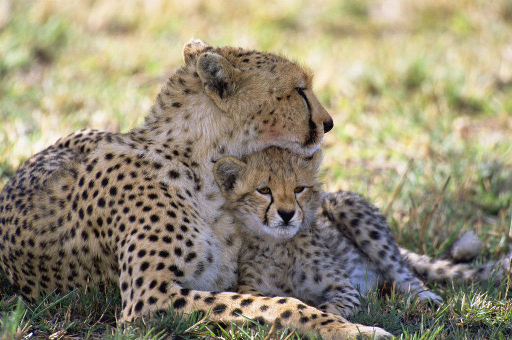 Detail of Cheetah mother and cub resting in shade together by Anonymous