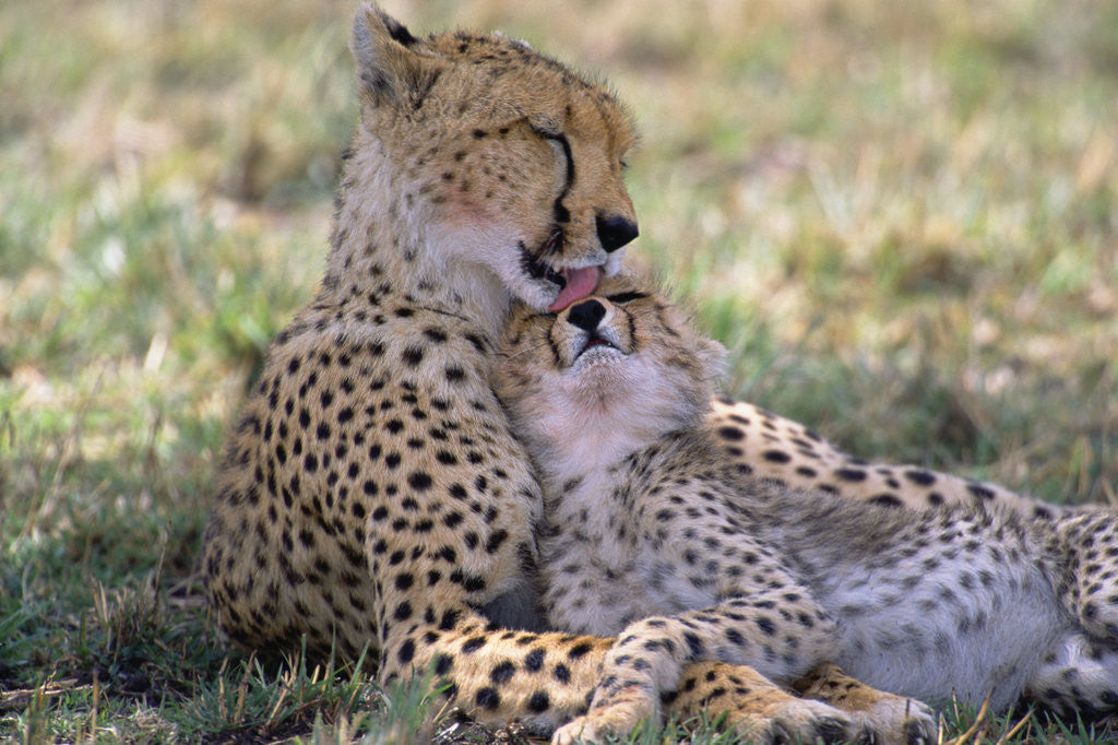 Detail of Cheetah Mother Licks Her Young Cub by Anonymous