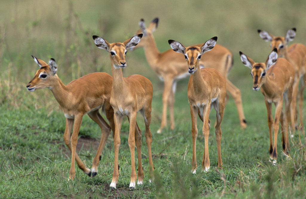 Detail of Impala Antelope Calves in Grassland by Anonymous