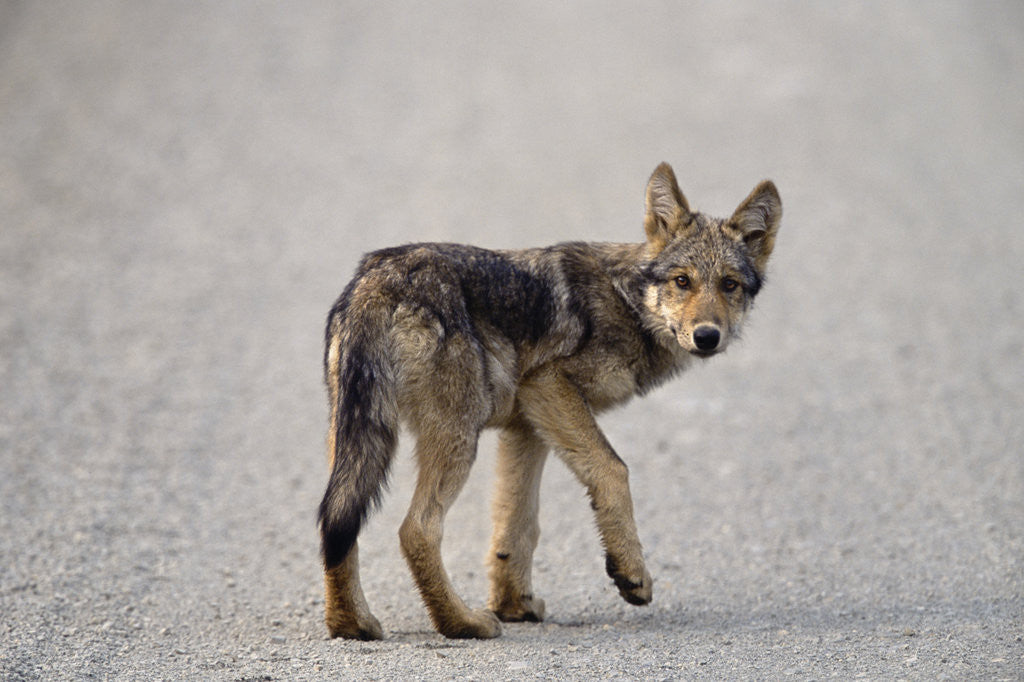 Detail of Young Wolf Pup Crossing Road by Anonymous