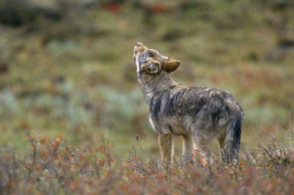 Detail of Young Gray Wolf Pup Howls in Tundra by Anonymous