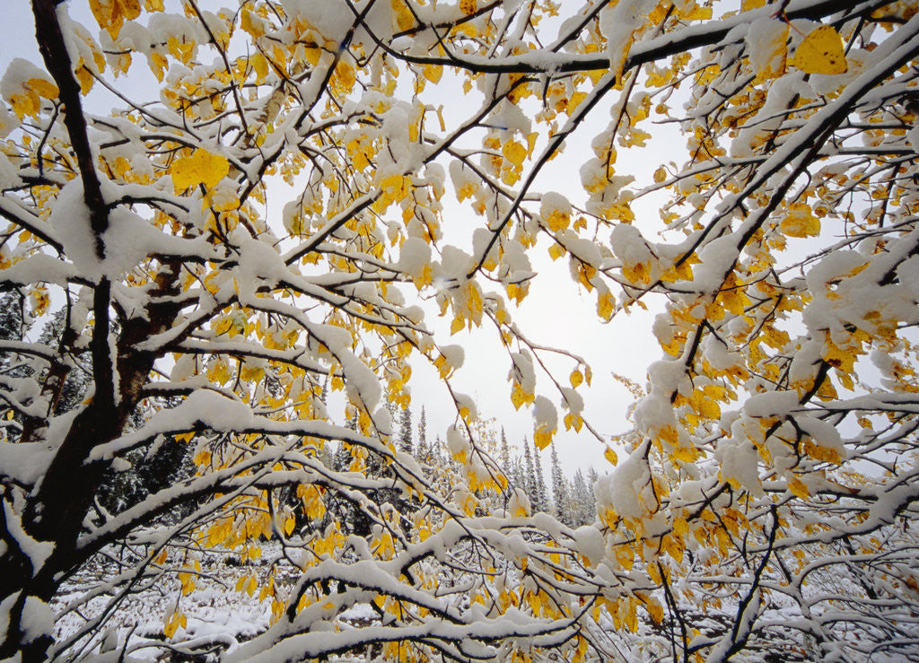 Detail of Yellowing Poplar Tree in First Snow by Anonymous