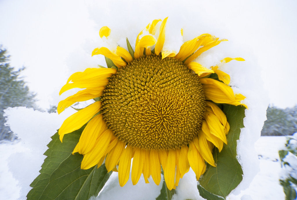 Detail of Cultivated Sunflower with Ripe Seeds by Anonymous